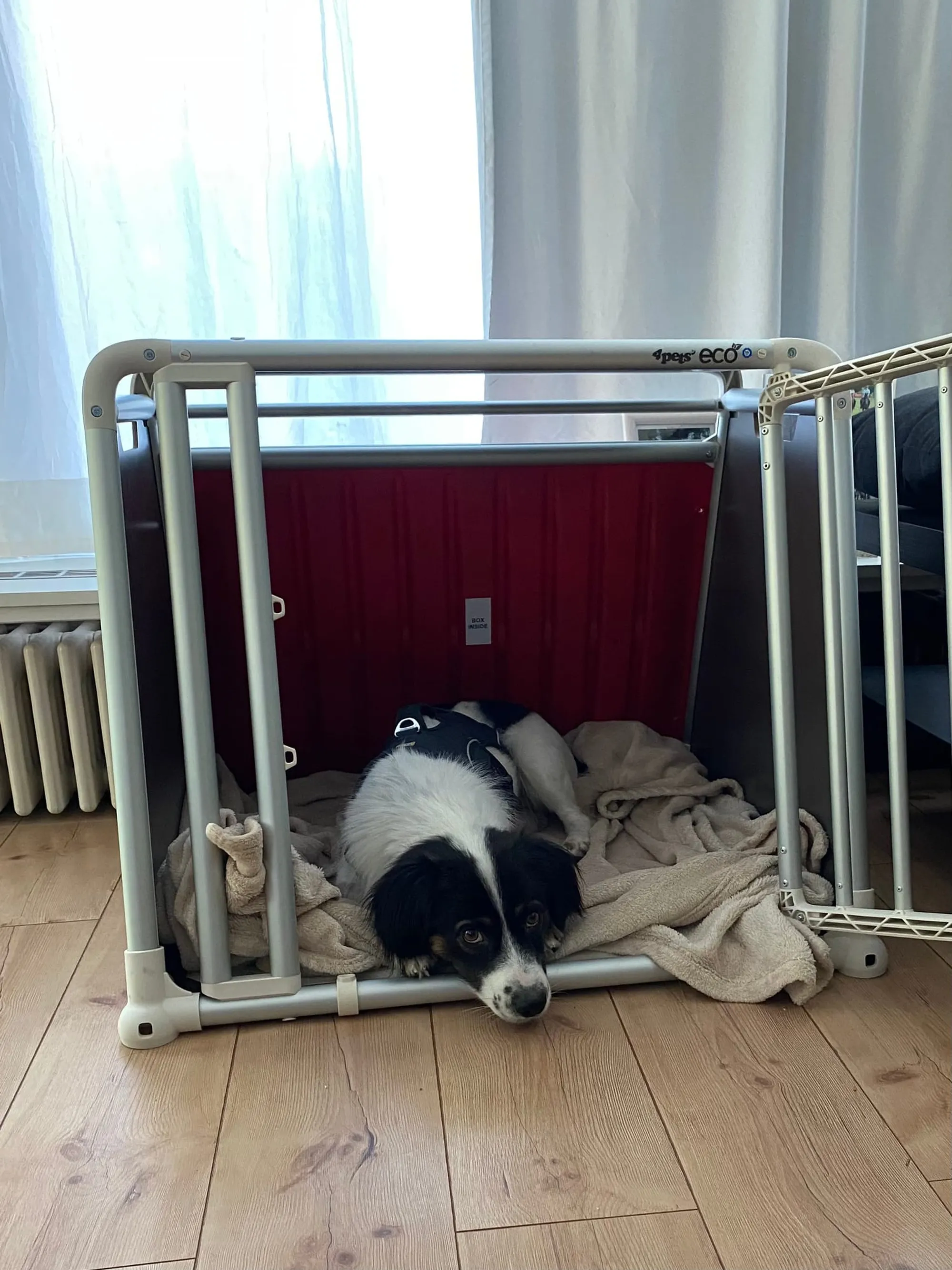 Transportbox Auto Hund