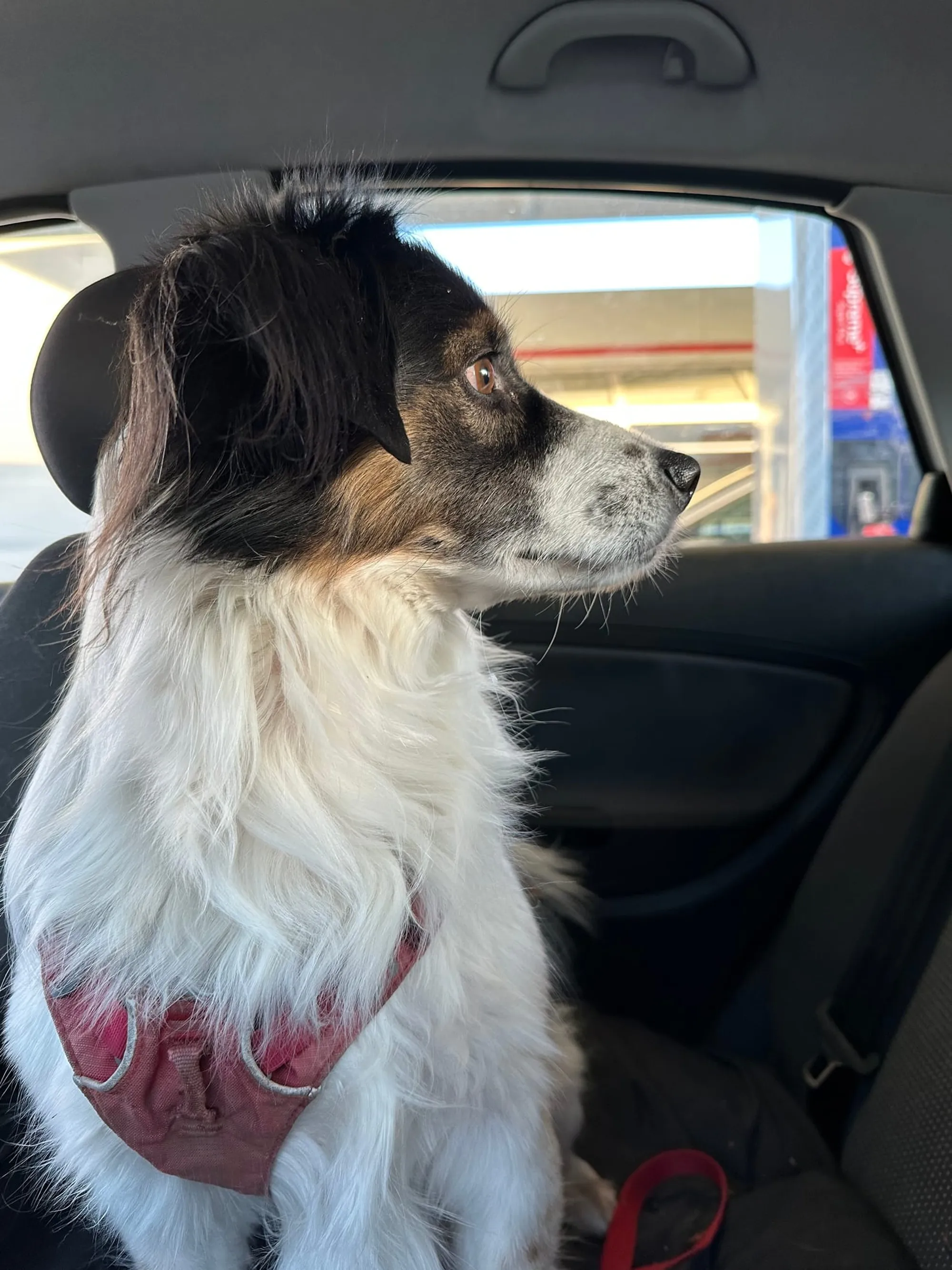 Auto fahren Hund