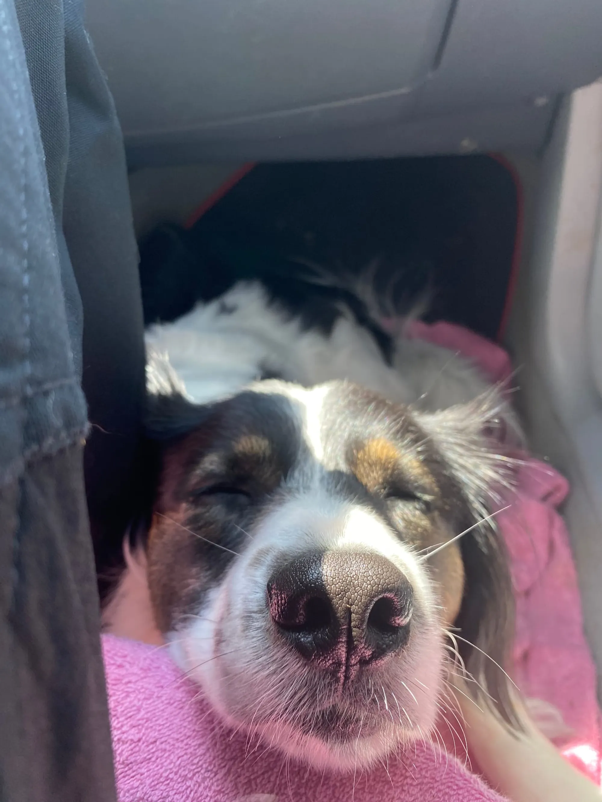 Auto fahren reaktiver Hund