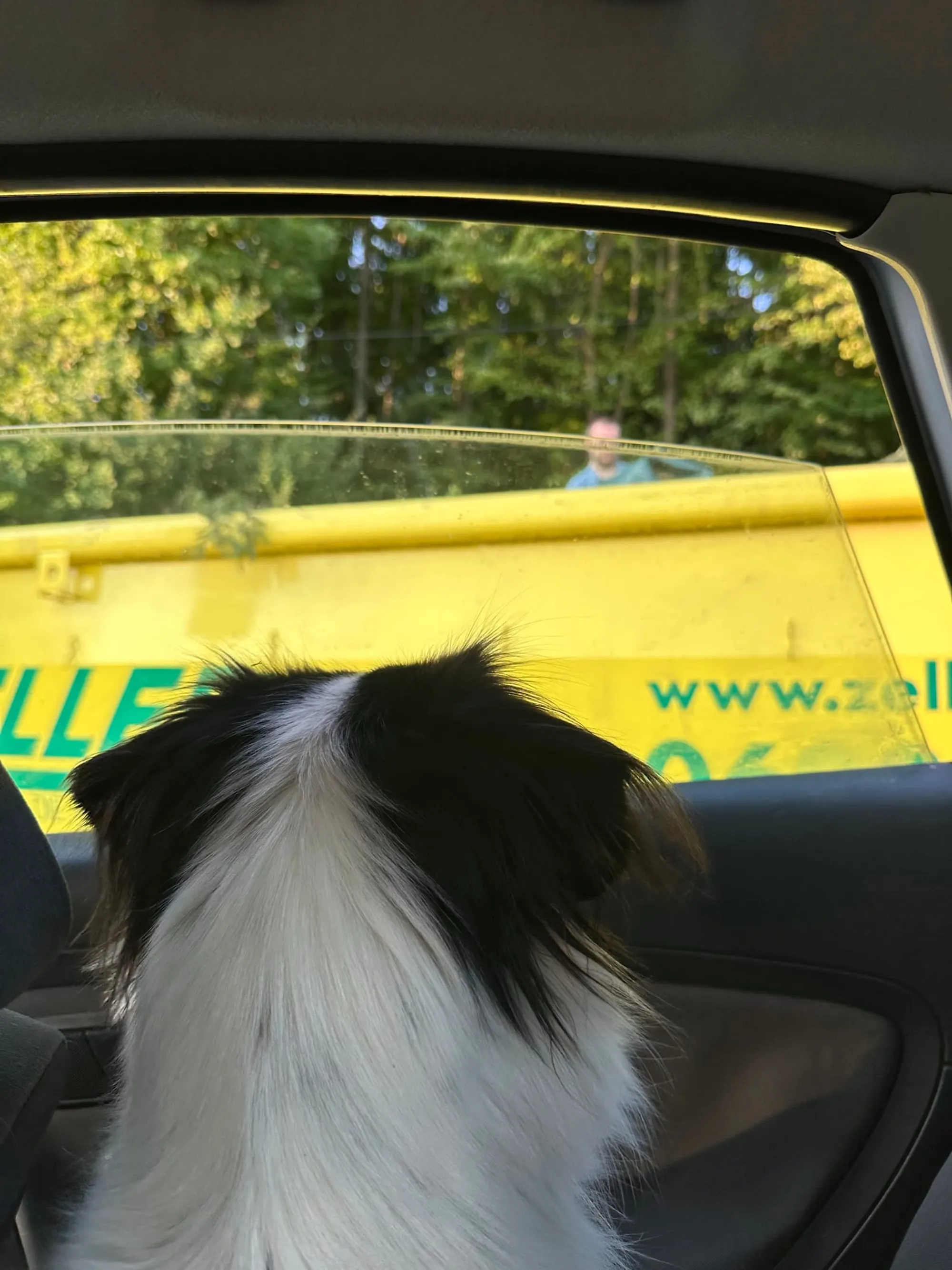 Auto fahren reaktiver Hund