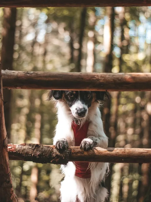 Warum laute Hunde bei leisen Menschen landen