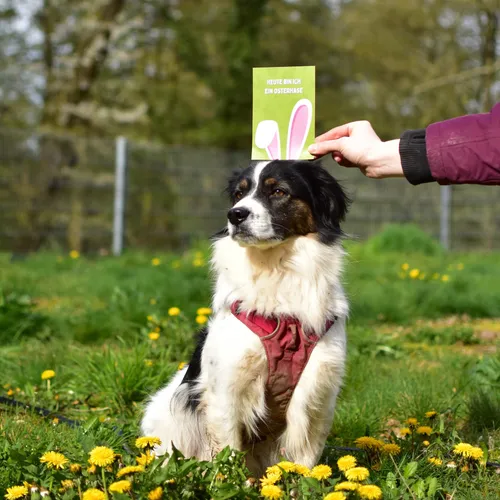Ostern mit Hund: DIY-Osternest, Beschäftigungsideen & No-Gos