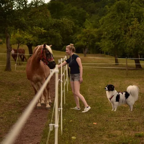 Vom Abschied unseres Pferdes zur Vorsorge für unseren Hund