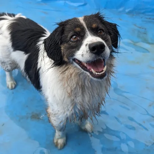 Do’s & Don’ts im Sommer mit Hund