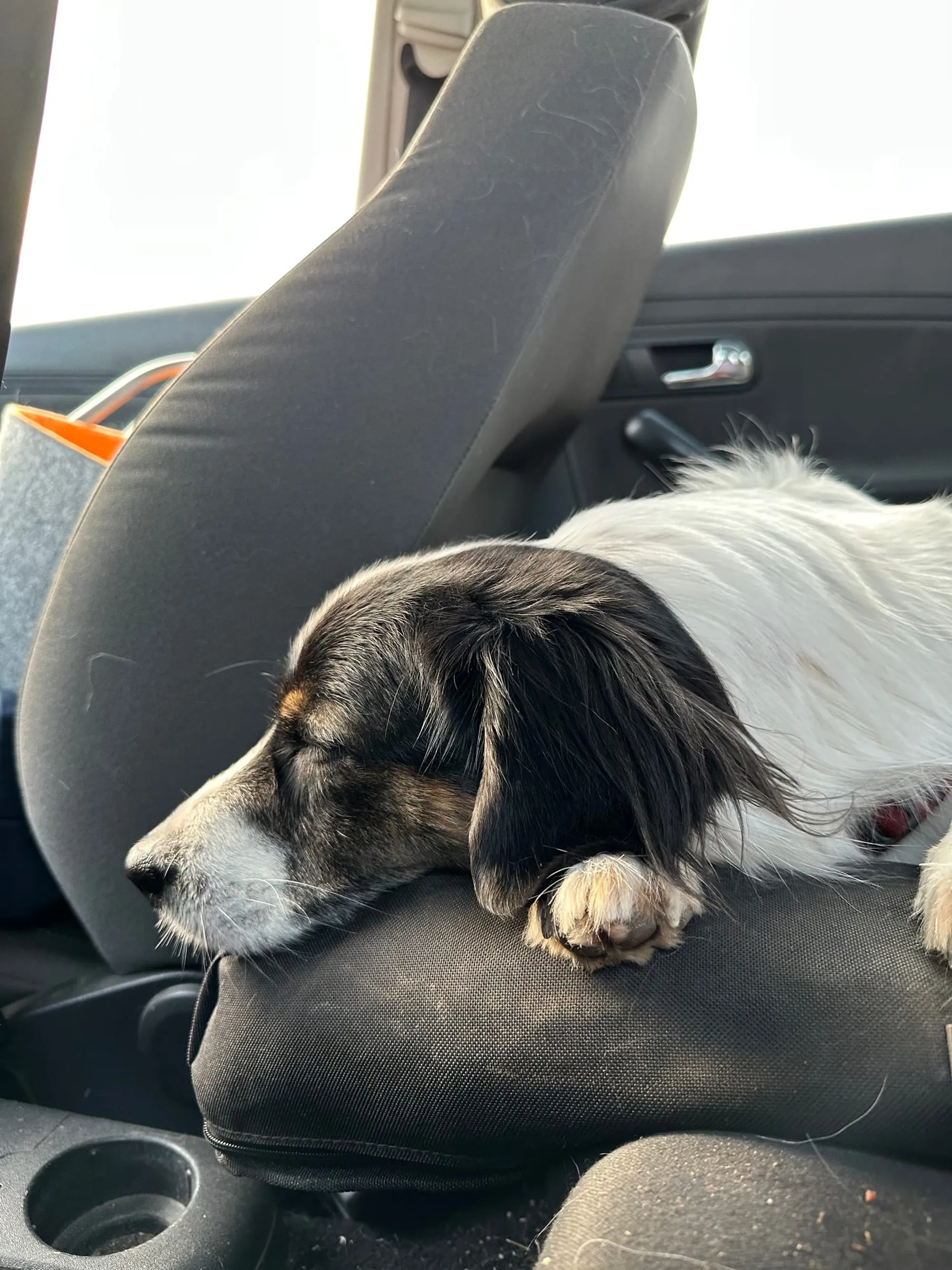Auto fahren Hund
