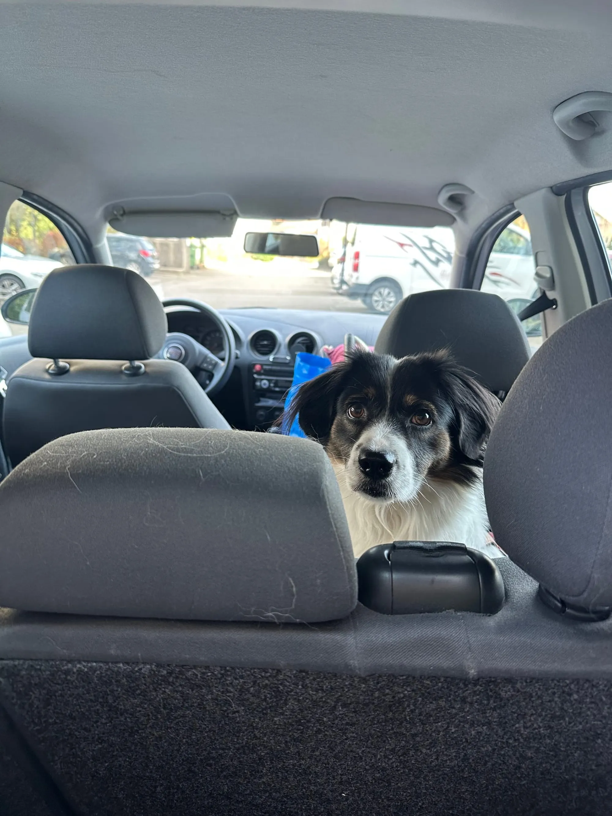 Auto fahren Hund Urlaub