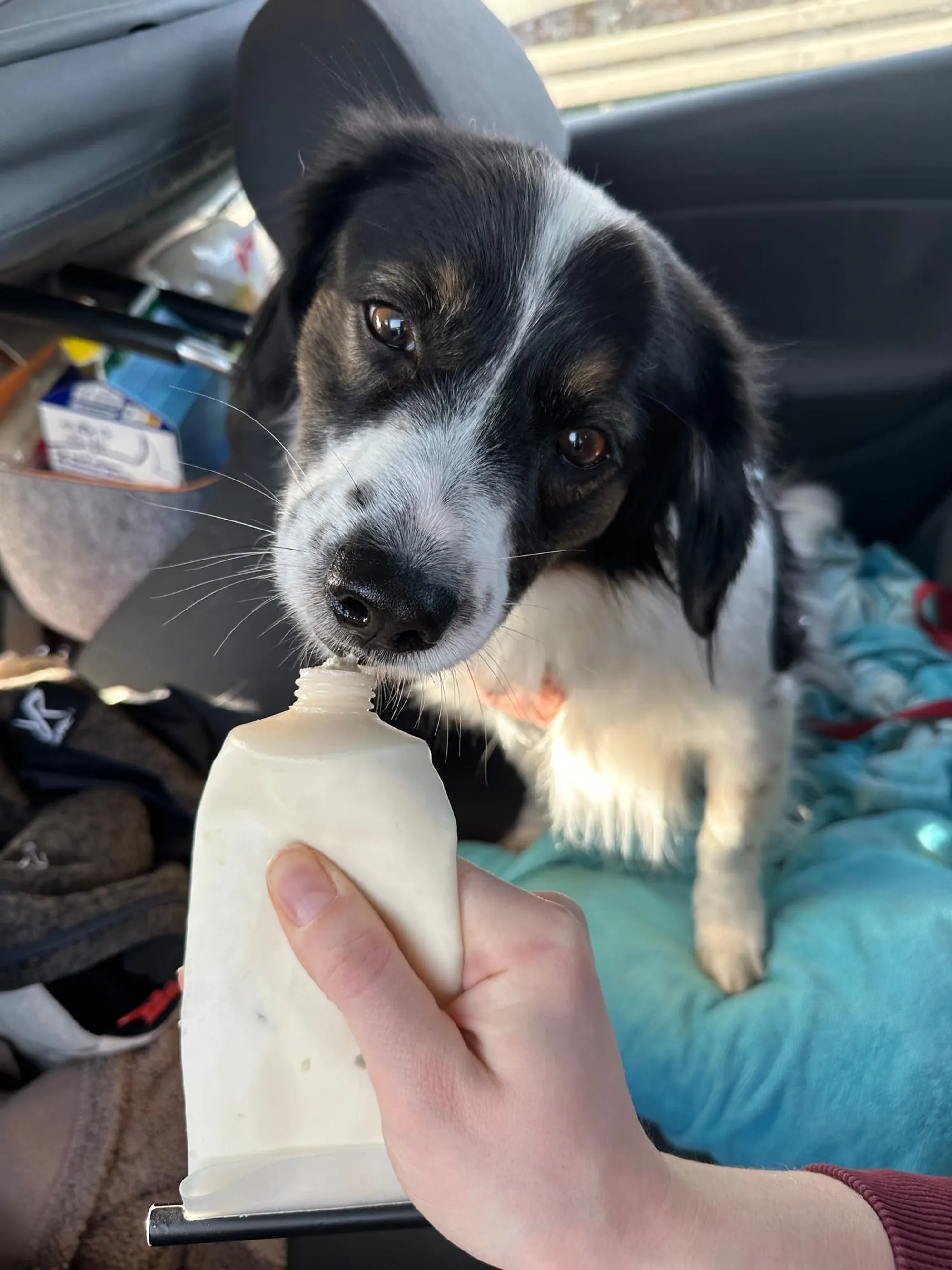 Auto fahren Hund Stressabbau