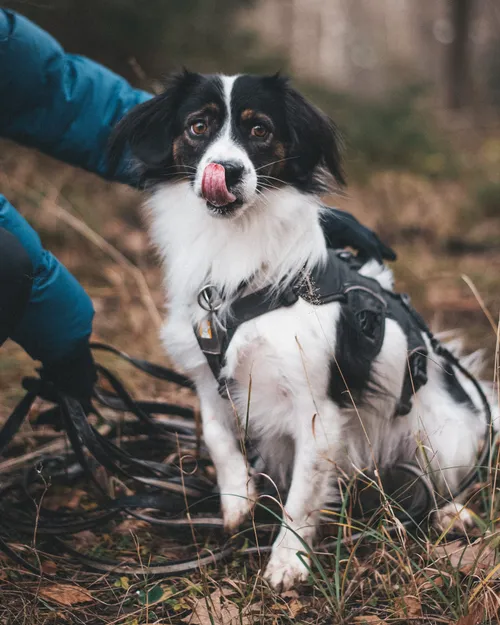 Das Stressglas: So erkennst du die Belastungsgrenze deines Hundes