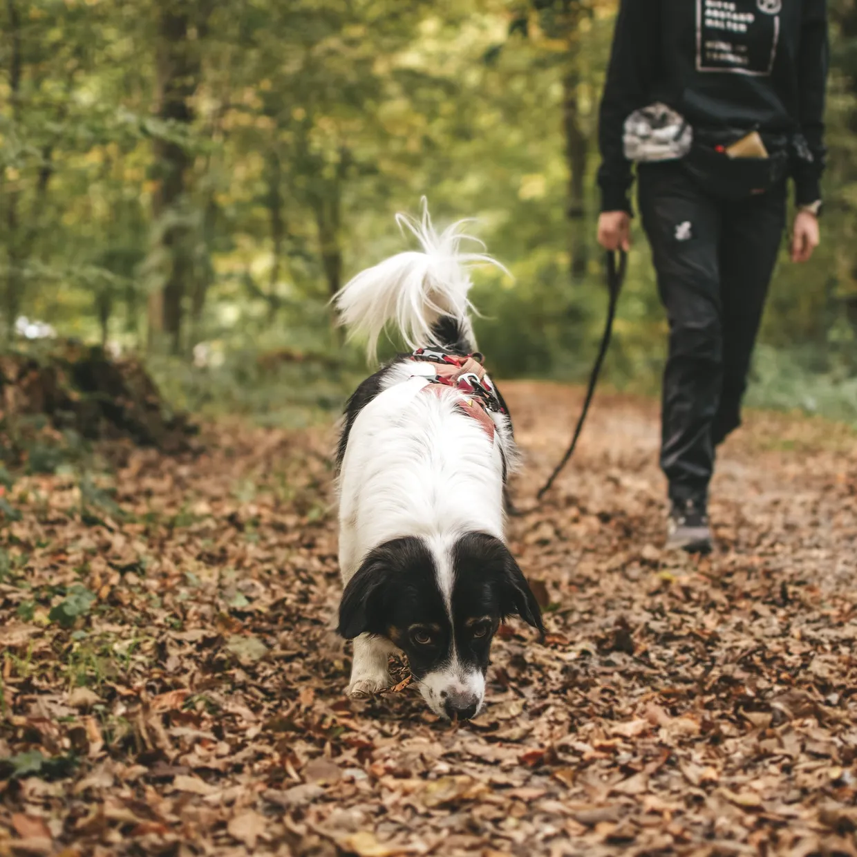 Spaziergang Hund Achtsam